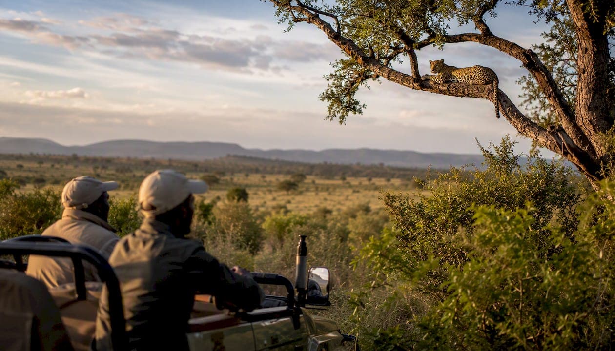 Best Safaris in South Africa: 2026 Expert Guide