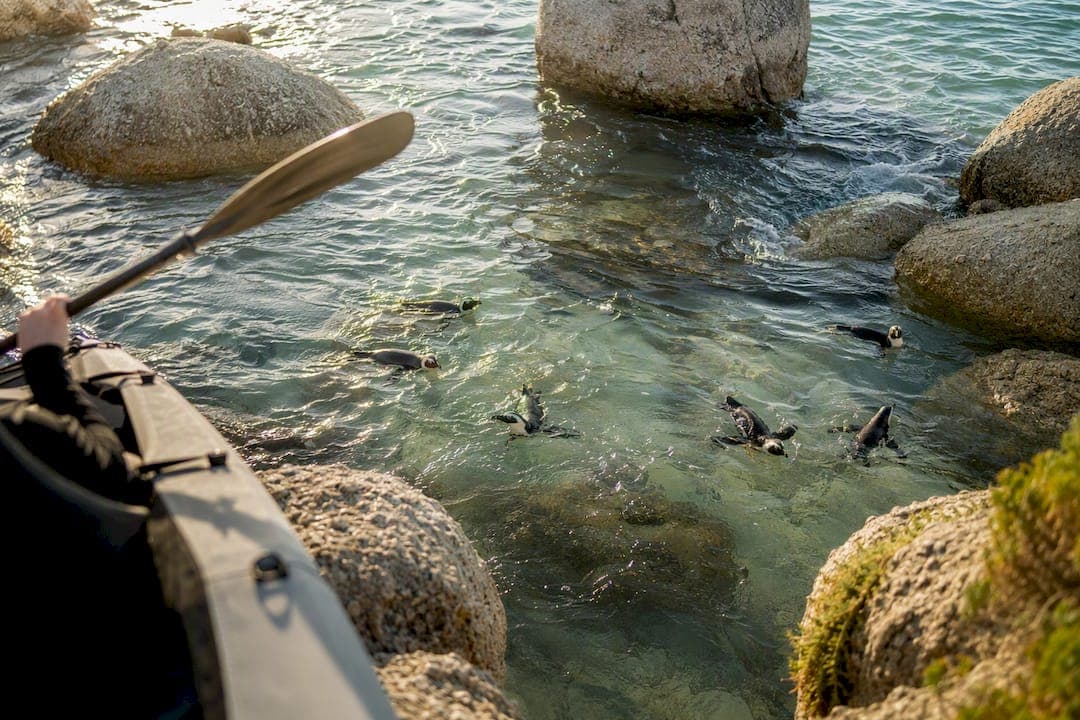 Kayak With Penguins in Simon's Town: What to Know