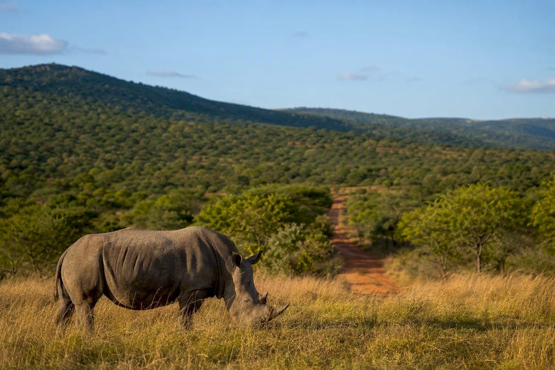 Rhino First Hluhluwe Safari: Plan Self Drive, Book 6–8 Weeks Ahead