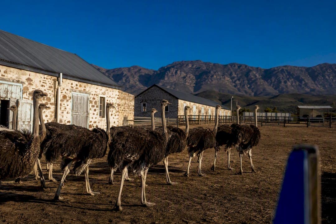 Plan Your Oudtshoorn Day Trip: 3 Ostrich Farms and How to Book