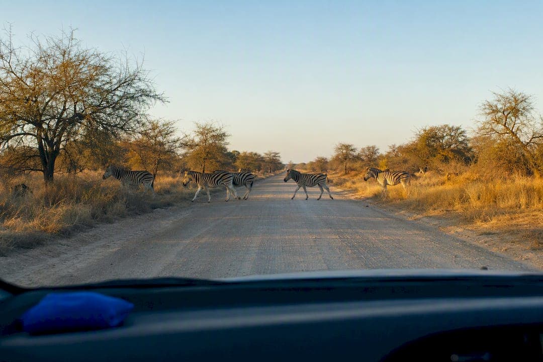 Kruger Self Drive: 2/4/7 Day Routes, Rules and Wild Card Savings
