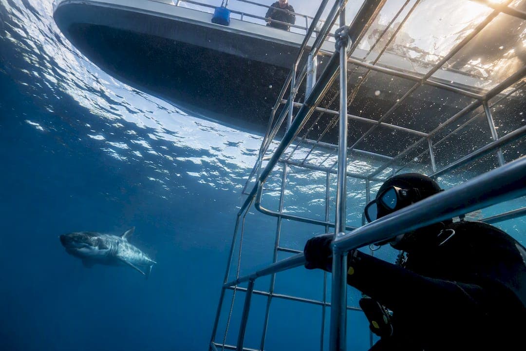 Skip Cheap Tours: Book Shark Cage Diving in South Africa's 3 Hotspots