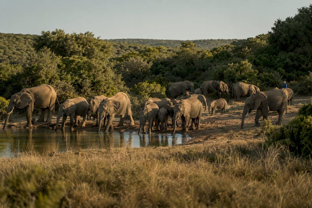 Addo Elephant Safari, Eastern Cape: 1–2 Day Plan and Confirm Drives 24 Hours
